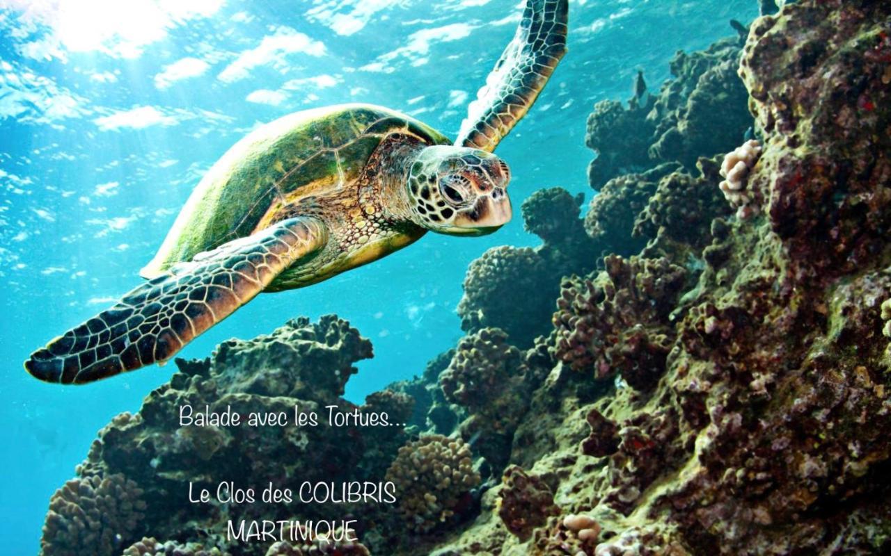 LODGE PAMPLEMOUSSE avec PISCINE privative , dans parc calme à 500 m plage Le Carbet Extérieur photo